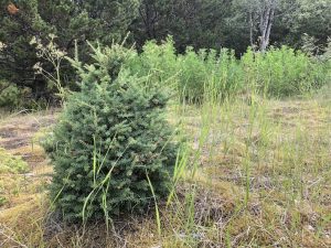 Fjallaþöll - Tsuga mertensiana - Íslensk kvæmi - Image 4