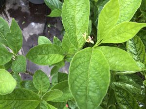 Fjallatoppur - Lonicera alpigena - Image 2