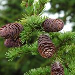 Fjallaþöll - Tsuga mertensiana - Íslensk kvæmi