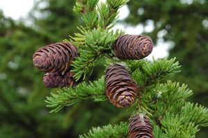 Fjallaþöll - Tsuga mertensiana - Íslensk kvæmi