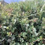 Fjalldrapi / Hrís - Betula nana