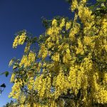 Garðagullregn - Laburnum x watereri 'Vossii'