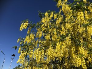 Garðagullregn - Laburnum x watereri 'Vossii'