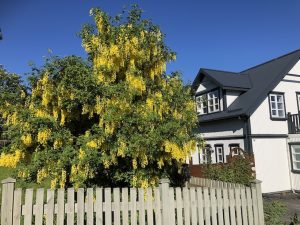 Garðagullregn - Laburnum x watereri 'Vossii' - Image 2