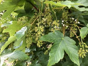 Garðahlynur - Acer pseudoplatanus - Image 6