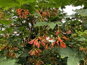 Garðahlynur - Acer pseudoplatanus - Image 5