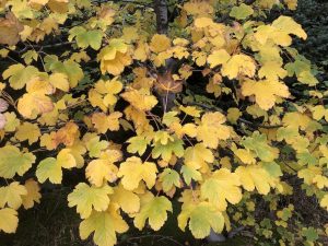 Garðahlynur - Acer pseudoplatanus - Image 9
