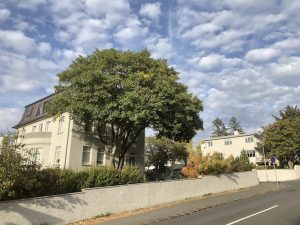 Garðahlynur - Acer pseudoplatanus - Image 10