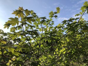 Garðahlynur - Acer pseudoplatanus - Image 8