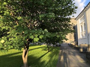 Garðahlynur - Acer pseudoplatanus - Image 7