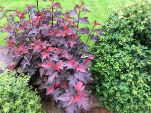 Garðakvistill 'Diable d'Or' - Physocarpus opulifolius 'Diable d'Or' - Image 3