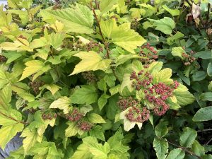 Garðakvistill 'Luteus' - Physocarpus opulifolius 'Luteus' - Image 2
