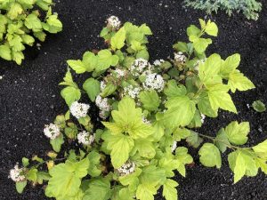 Garðakvistill 'Luteus' - Physocarpus opulifolius 'Luteus' - Image 3