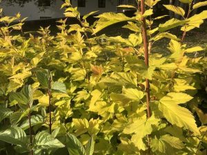 Garðakvistill 'Luteus' - Physocarpus opulifolius 'Luteus' - Image 5