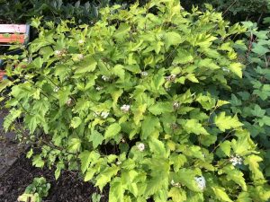 Garðakvistill 'Luteus' - Physocarpus opulifolius 'Luteus' - Image 4