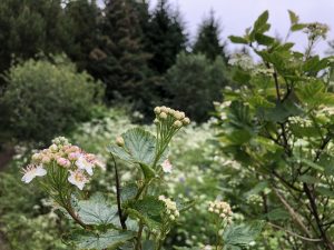 Garðakvistill - Physocarpus opulifolius - Image 3