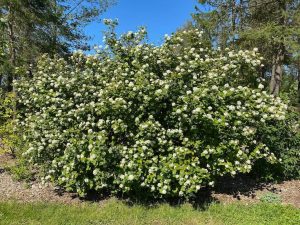 Garðakvistill - Physocarpus opulifolius - Image 4