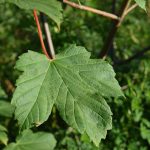 Garðahlynur - Acer pseudoplatanus