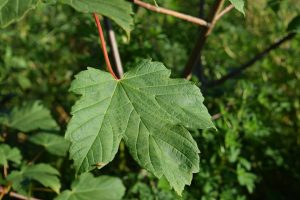 Garðahlynur - Acer pseudoplatanus