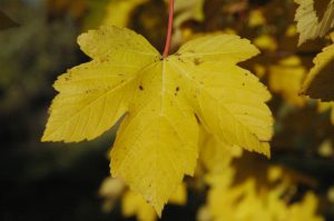 Garðahlynur - Acer pseudoplatanus - Image 3