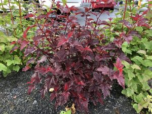 Garðakvistill 'Diable d'Or' - Physocarpus opulifolius 'Diable d'Or' - Image 2