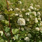 Garðakvistill - Physocarpus opulifolius