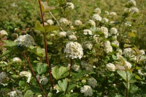 Garðakvistill - Physocarpus opulifolius