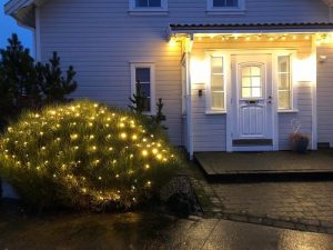 Geislasópur - Cytisus purgans - Image 2