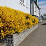 Geislasópur - Cytisus purgans