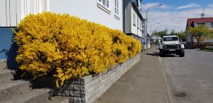 Geislasópur - Cytisus purgans