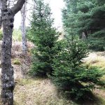 Glæsiþinur - Abies fraseri