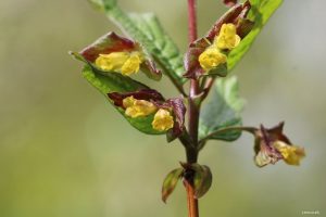 Glæsitoppur 'Hákon' - L. involucrata var. ledebourii 'Hákon' - Image 3