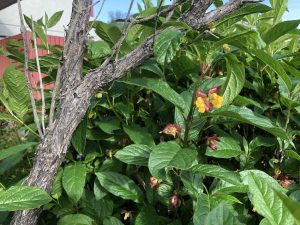 Glæsitoppur 'Hákon' - L. involucrata var. ledebourii 'Hákon' - Image 6