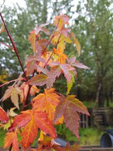 Gljáhlynur - Acer glabrum var. douglasii - Image 2