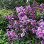 Gljásýrena 'Löve' - Syringa josikaea 'Löve'