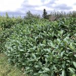 Glótoppur 'Marit' - Lonicera involucrata 'Marit'