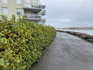 Glótoppur 'Kera' - Lonicera involucrata 'Kera' - Image 2