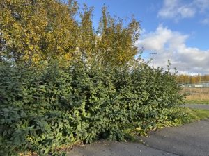 Glótoppur 'Kera' - Lonicera involucrata 'Kera' - Image 4