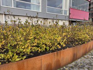 Glótoppur 'Kera' - Lonicera involucrata 'Kera' - Image 3