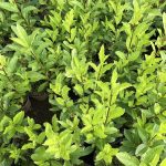 Glæsitoppur 'Hákon' - L. involucrata var. ledebourii 'Hákon'