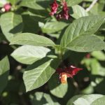 Glótoppur 'Kera' - Lonicera involucrata 'Kera'