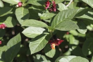 Glótoppur 'Kera' - Lonicera involucrata 'Kera'