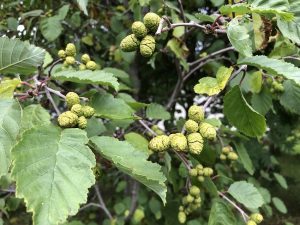 Gráelri / Gráölur - Alnus incana - Image 7