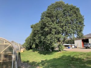 Gráelri / Gráölur - Alnus incana - Image 9