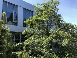 Gráelri / Gráölur - Alnus incana - Image 8