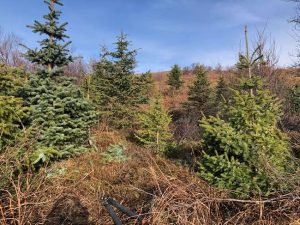 Serbíugreni - Picea omorika - Image 2