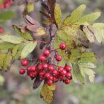 Gráreynir - Sorbus hybrida