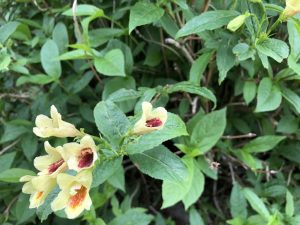 Gullklukkurunni 'Hokki' - Weigela middendorffiana 'Hokki'