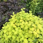 Gullkóróna / Snækóróna 'Aureus' - Philadelphus coronarius 'Aureus'