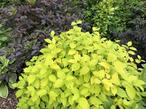 Gullkóróna / Snækóróna 'Aureus' - Philadelphus coronarius 'Aureus'